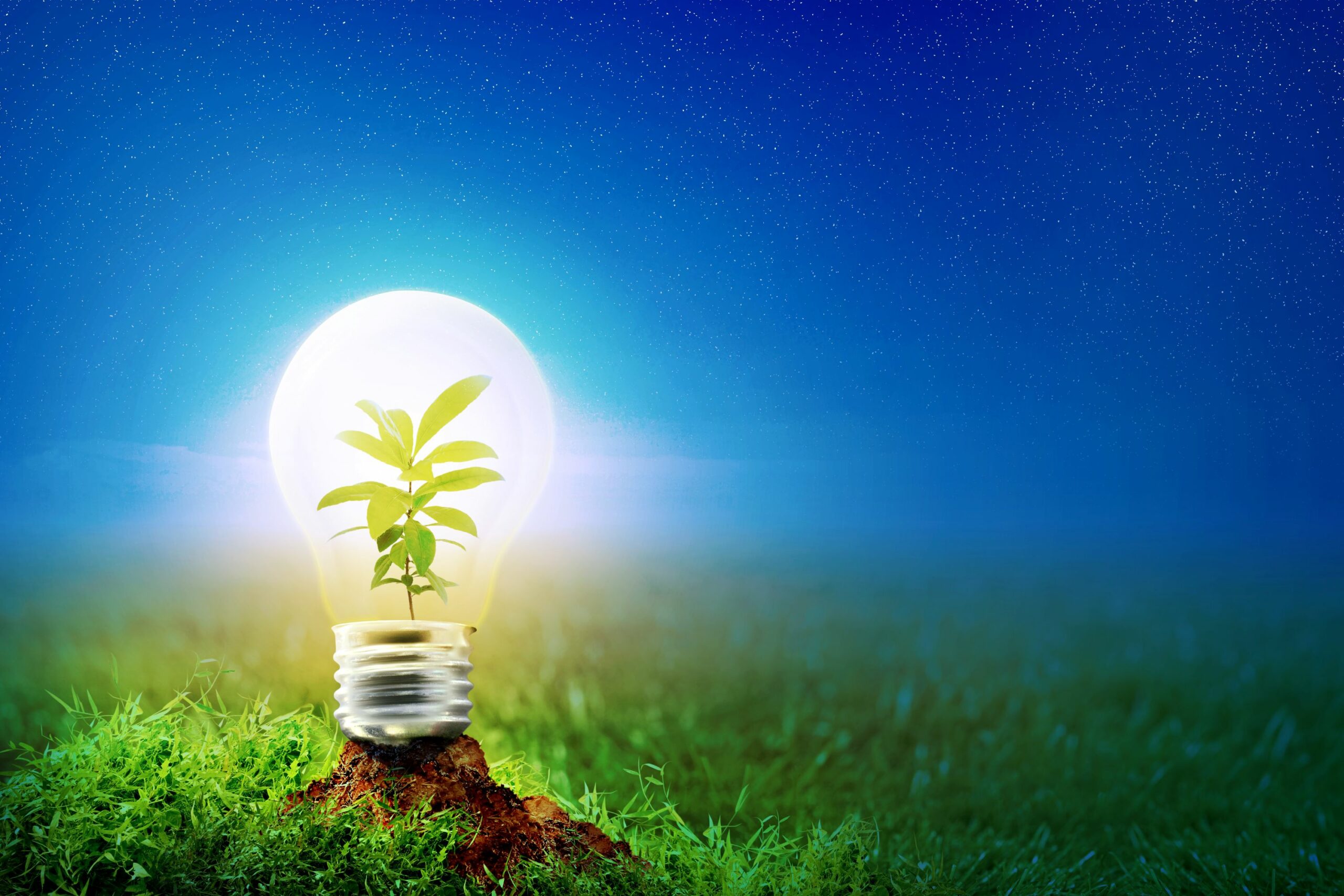 bulb with a plant growing inside