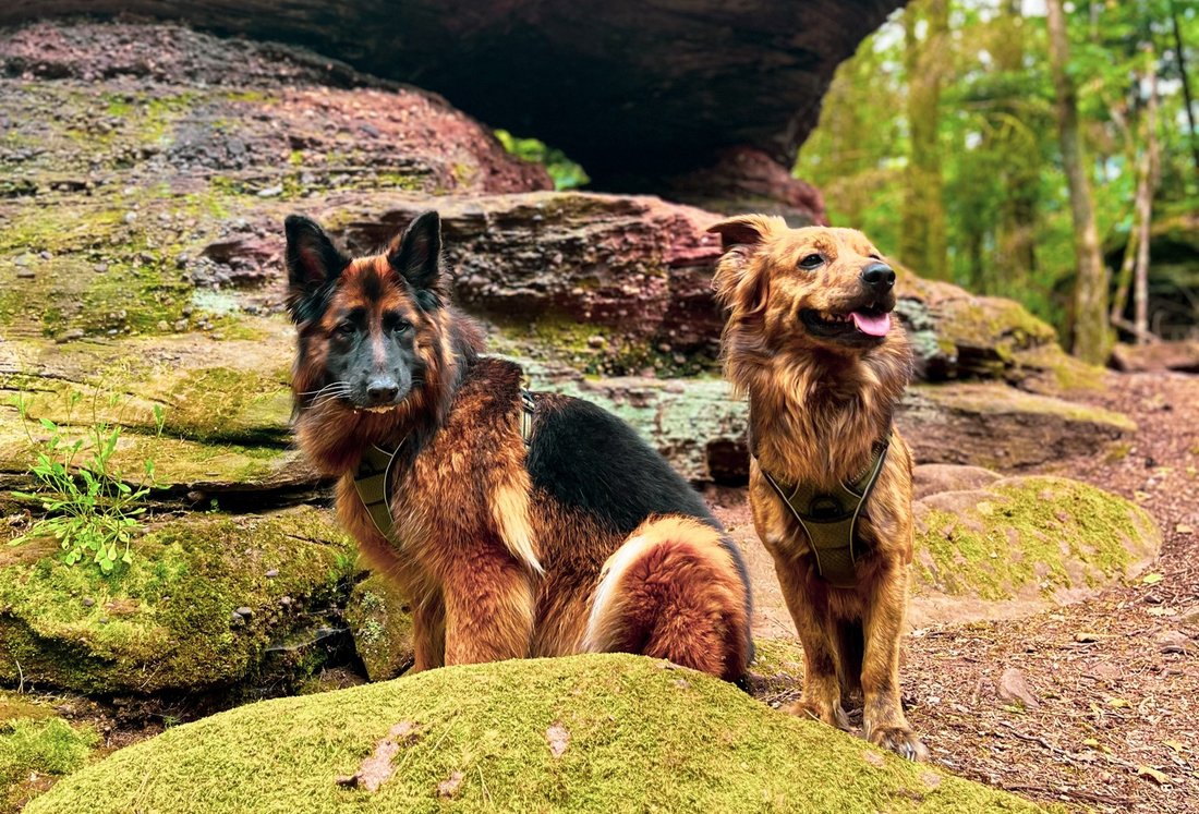 Two dogs in the forest